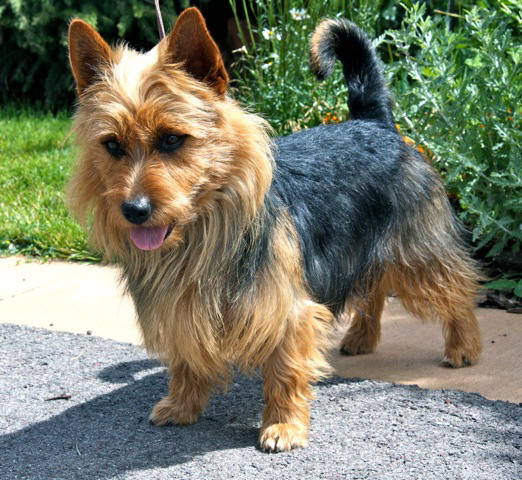 golden retriever rescue ta fl pet rescue australian terrier dogs in our photo golden retriever rescue ta fl pet rescue australian terrier dogs in our photo