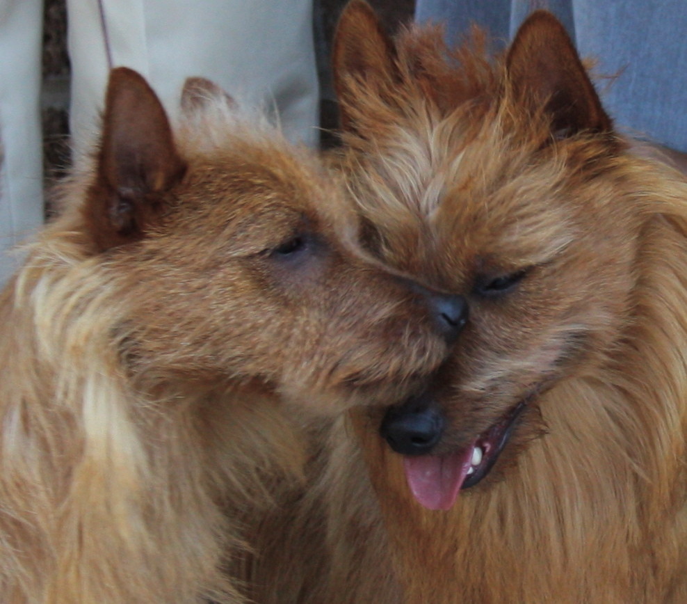 german shepherd puppies for sale in florida ta pet rescue australian terrier dogs in our photo german shepherd puppies for sale in florida ta pet rescue australian terrier dogs in our photo