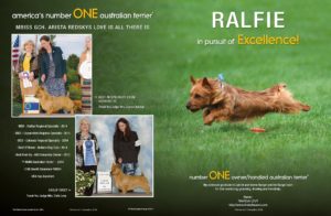 Ralfie Ad Arista Australian Terriers