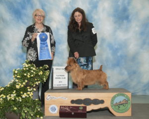 Ralfie and Pamela Group1 Owner Handled National Specialty Weekend Arista Australian Terriers