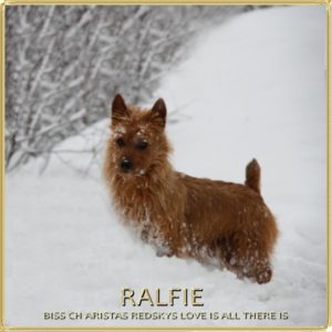 Ralfie Arista Australian Terriers