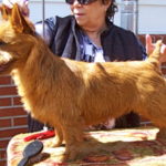 Australian Terrier