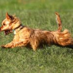 Australian Terrier Breeders Australian Terrier Puppies Australian Terrier Breeders In Washington State Australian Terrier Breeders in Oregon State Australian Terrier Breeders in Colorado State Australian Terrier Rescue Australian Terrier Club of America Australian Terrier International