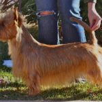 Australian Terrier Breeders Australian Terrier Puppies Australian Terrier Breeders In Washington State Australian Terrier Breeders in Oregon State Australian Terrier Breeders in Colorado State Australian Terrier Rescue Australian Terrier Club of America Australian Terrier International