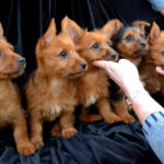 Australian Terrier