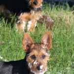 Australian Terrier Breeders Australian Terrier Puppies Australian Terrier Breeders In Washington State Australian Terrier Breeders in Oregon State Australian Terrier Breeders in Colorado State Australian Terrier Rescue Australian Terrier Club of America Australian Terrier International