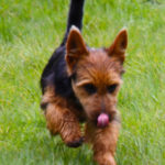 Australian Terrier Breeders Australian Terrier Puppies Australian Terrier Breeders In Washington State Australian Terrier Breeders in Oregon State Australian Terrier Breeders in Colorado State Australian Terrier Rescue Australian Terrier Club of America Australian Terrier International