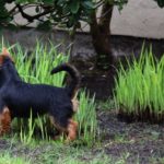 Australian Terrier Breeders Australian Terrier Puppies Australian Terrier Breeders In Washington State Australian Terrier Breeders in Oregon State Australian Terrier Breeders in Colorado State Australian Terrier Rescue Australian Terrier Club of America Australian Terrier International