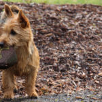 Australian Terrier Breeders Australian Terrier Puppies Australian Terrier Breeders In Washington State Australian Terrier Breeders in Oregon State Australian Terrier Breeders in Colorado State Australian Terrier Rescue Australian Terrier Club of America Australian Terrier International