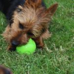 Australian Terrier Breeders Australian Terrier Puppies Australian Terrier Breeders In Washington State Australian Terrier Breeders in Oregon State Australian Terrier Breeders in Colorado State Australian Terrier Rescue Australian Terrier Club of America Australian Terrier International