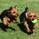 Australian Terrier Breeders Australian Terrier Puppies Australian Terrier Breeders In Washington State Australian Terrier Breeders in Oregon State Australian Terrier Breeders in Colorado State Australian Terrier Rescue Australian Terrier Club of America Australian Terrier International