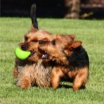 Australian Terrier Breeders Australian Terrier Puppies Australian Terrier Breeders In Washington State Australian Terrier Breeders in Oregon State Australian Terrier Breeders in Colorado State Australian Terrier Rescue Australian Terrier Club of America Australian Terrier International