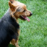 Australian Terrier