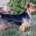 Australian Terrier Breeders Australian Terrier Puppies Australian Terrier Breeders In Washington State Australian Terrier Breeders in Oregon State Australian Terrier Breeders in Colorado State Australian Terrier Rescue Australian Terrier Club of America Australian Terrier International