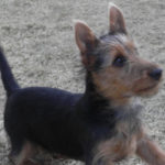 Australian Terrier