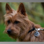 Australian Terrier