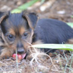 Australian Terrier