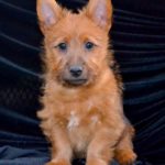 Australian Terrier