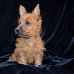 Australian Terrier