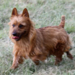 Australian Terrier